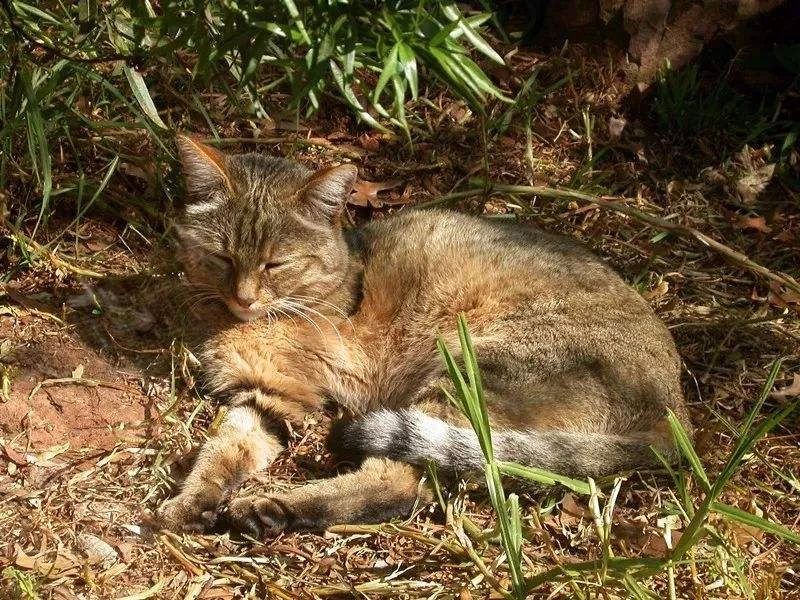 家猫是从哪个国家开始驯化的,欧洲猫起源于什么猫