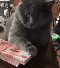 脑子一热养猫后悔怎么办,养猫后悔的原因有哪些