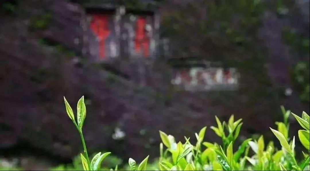 茶文化入门知识中国茶文化图解,一个中国茶的故事