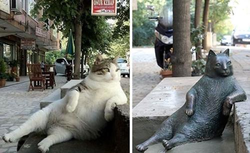 最早一批的网红猫咪,十大被做成网红猫的猫咪