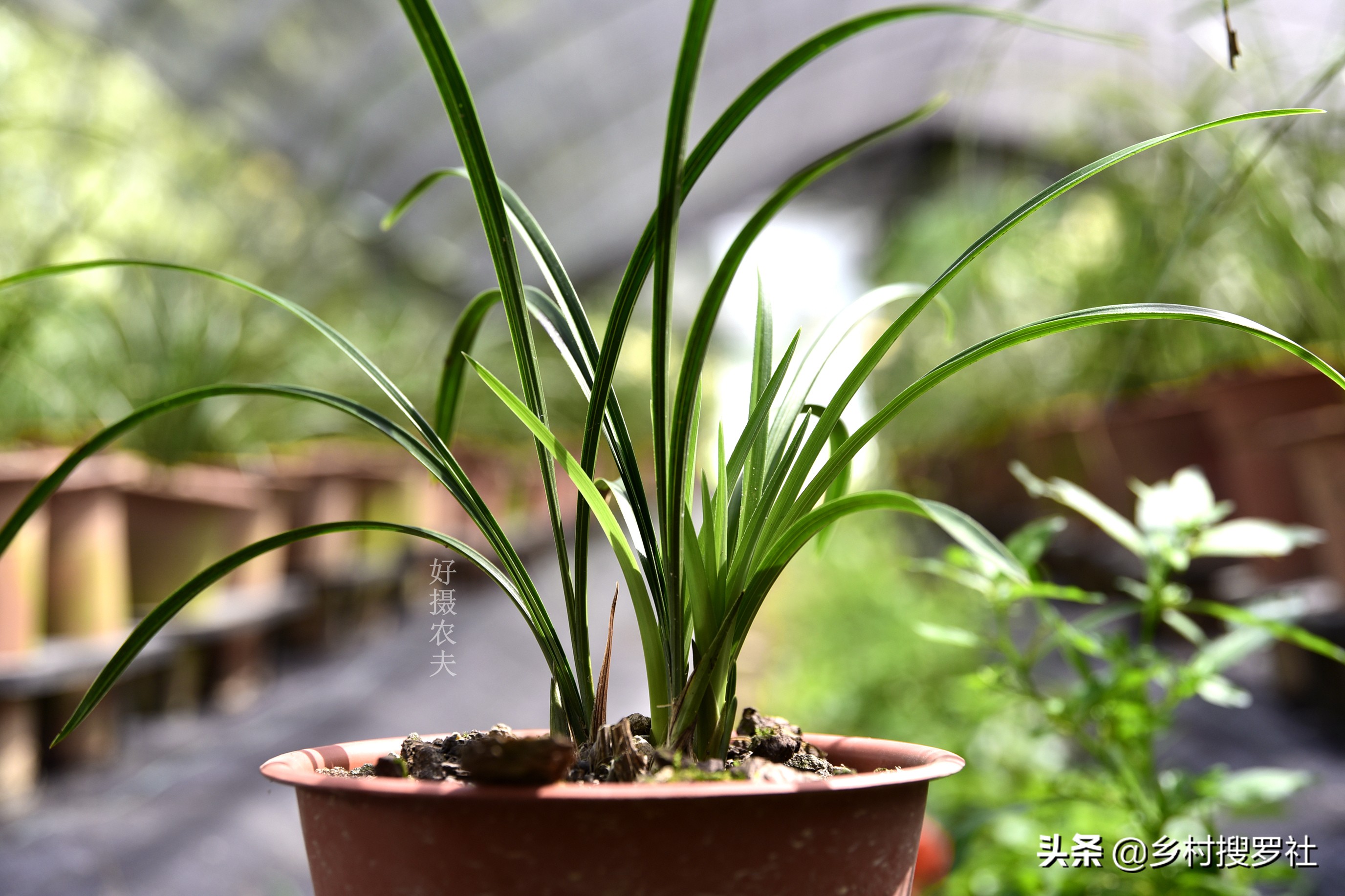 这样治疗兰花的茎腐病，第二年就可以成壮苗，关键就是这5点