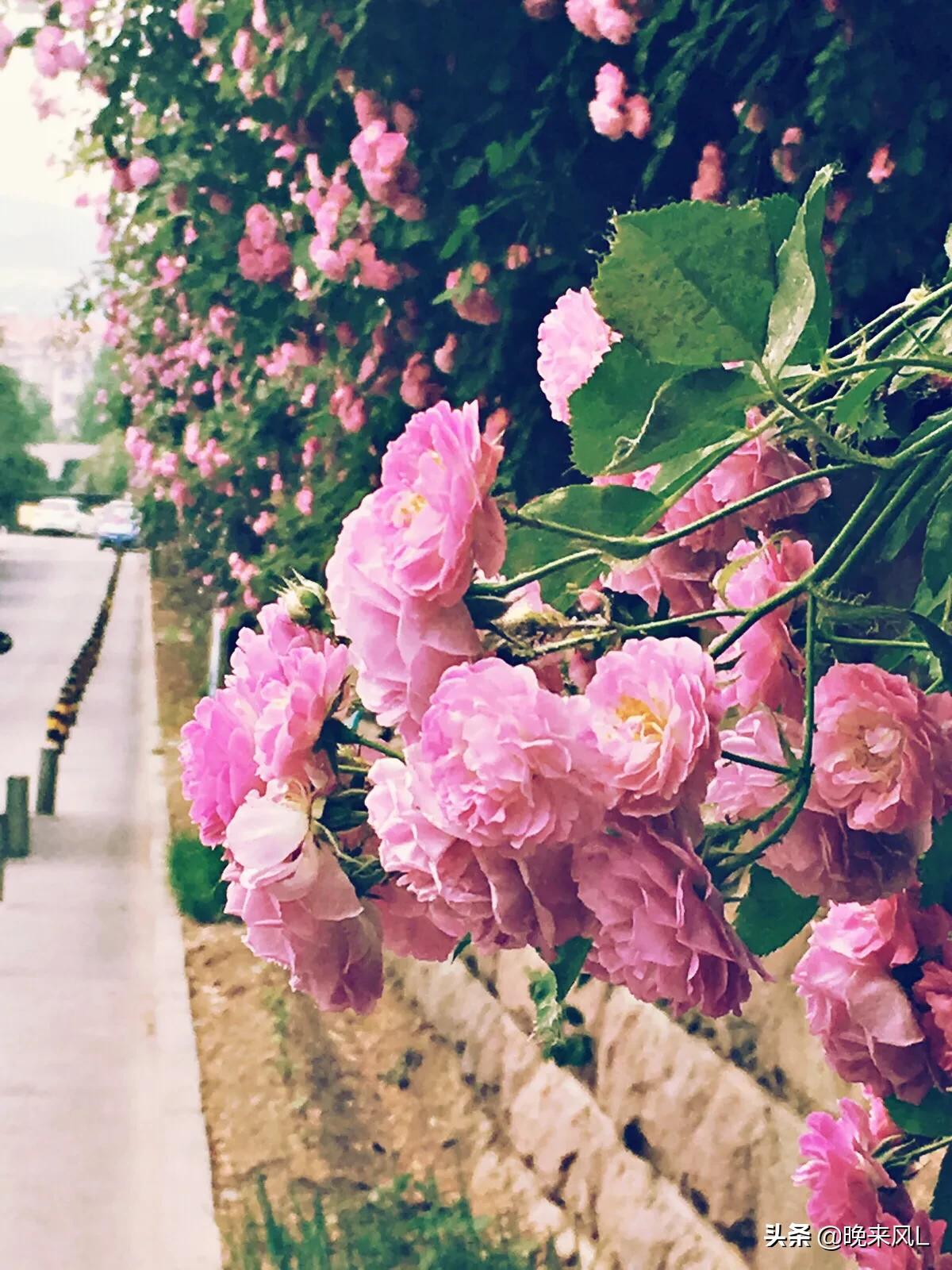 桃花癣和桃花有关系吗,桃花癣脸上