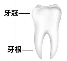 孩子摔断牙齿怎么处理,孩子摔断门牙怎么办