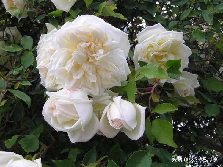 传家宝月季,月季传家宝紫色