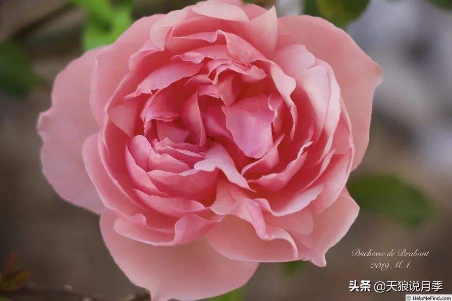 传家宝月季,月季传家宝紫色