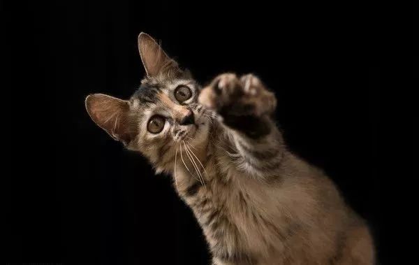 宠物被野猫抓伤怎么处理,被宠物老鼠咬伤正确处理方法