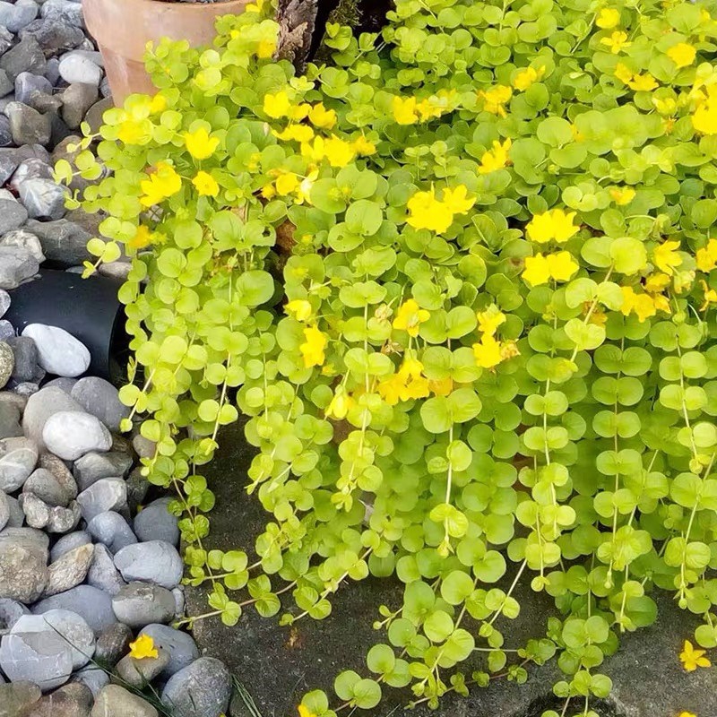 18种院子好看的花儿,18种漂亮的花