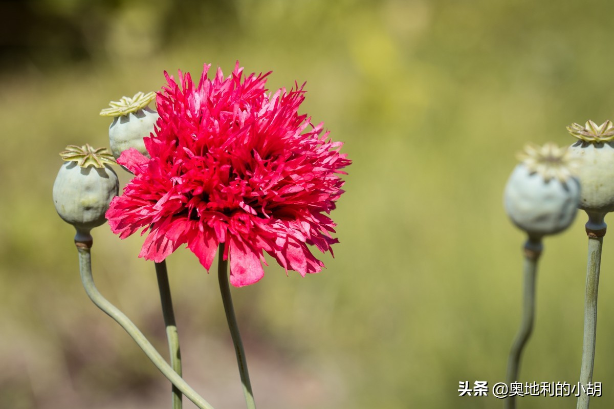 大欧包面包做法,欧包用什么面包不好做