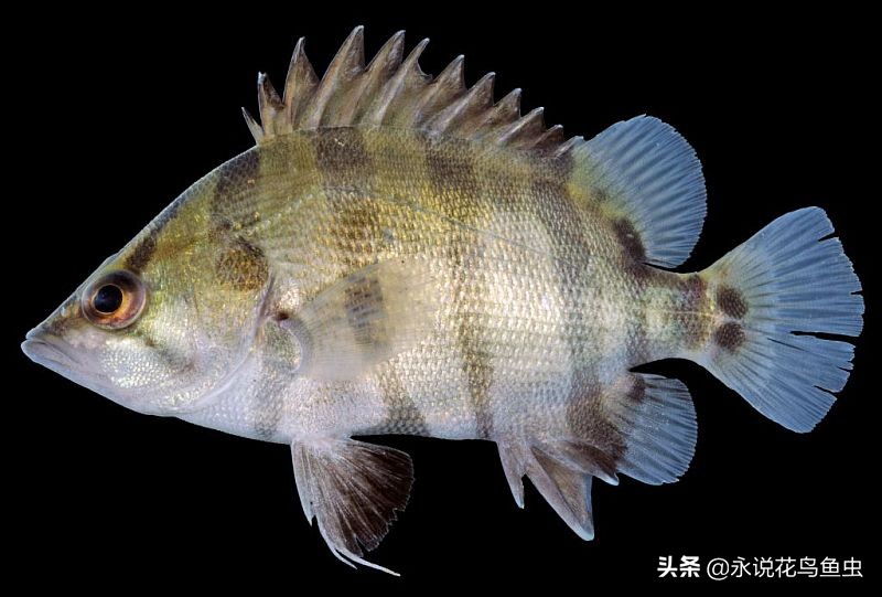 孟加拉银虎鱼是夜行鱼吗,黑色的虎鱼是哪个品种