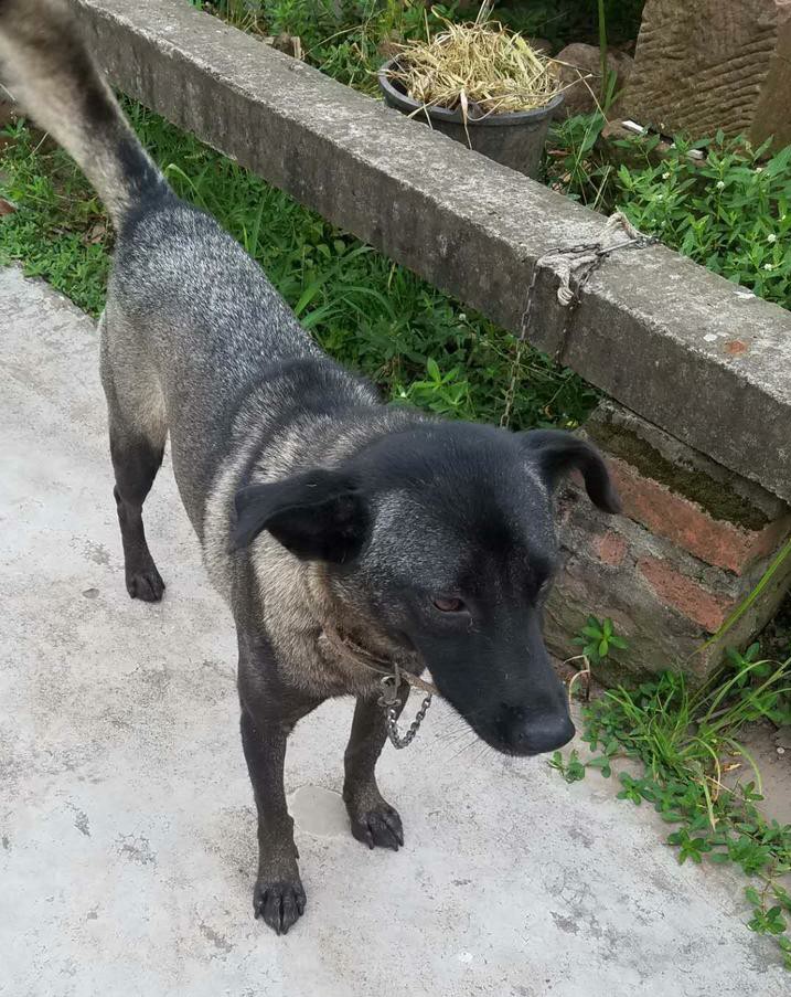 中国比较凶悍的犬,中国被公认的最凶悍的犬