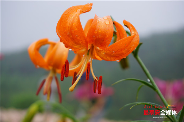 聚焦*安泰**看发展|以花为媒，惠美“泰山•百合和园”田园综合体花开最美乡村