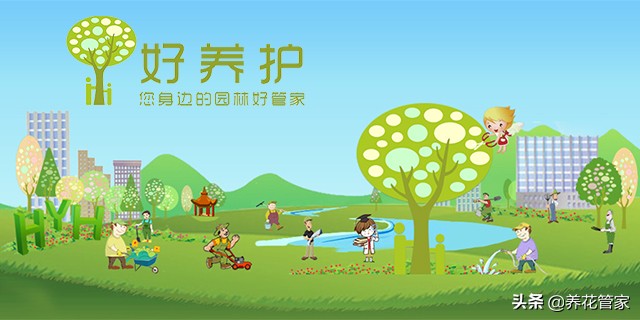 腊梅为什么叫腊梅,腊梅名字寓意