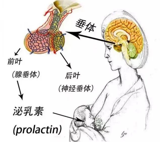 泌乳素型垂体瘤治好后可以怀孕吗,垂体瘤导致的泌乳素高能怀孕吗