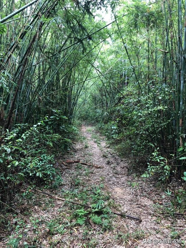 菲香田园-小萌豆农场