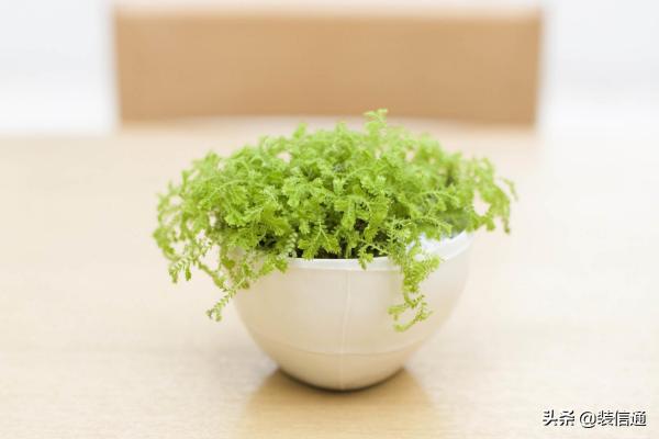 办公室绿植怎样养护和管理呢,绿植办公室装饰