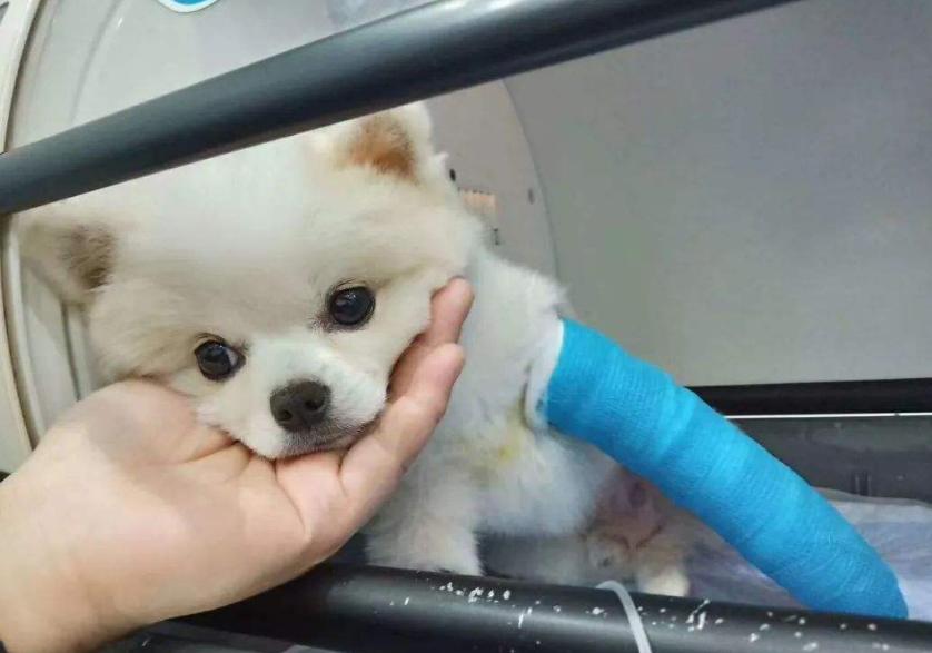 俊介博美犬,俊介型博美