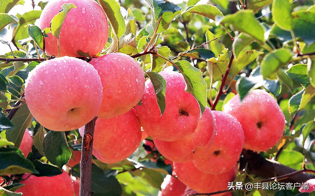 2021丰县苹果节在哪里举行,丰县苹果节最新消息