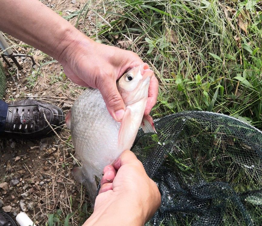 野钓怎么打竿容易上鱼,野钓没口就上鱼怎么回事