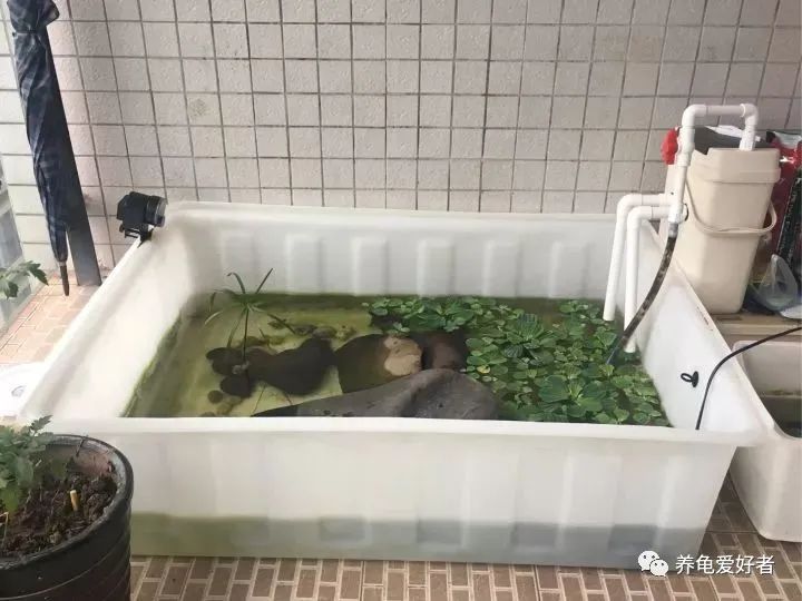 怎么养龟存活率大,养龟应当规律喂食还是不规律喂食