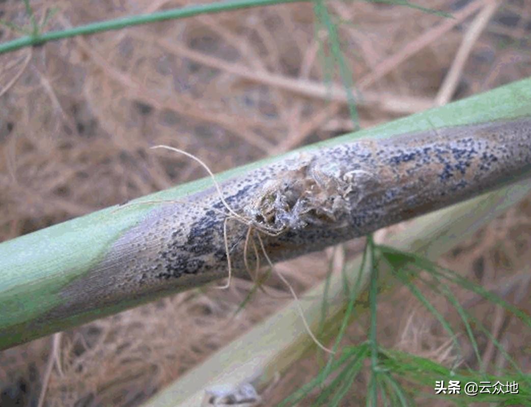 苯醚甲环唑对芦笋茎枯病有效吗,芦笋怎么治枯茎病