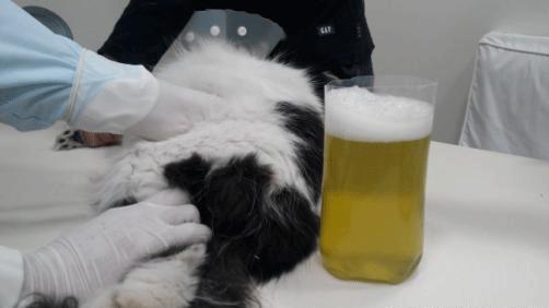 猫咪得了猫传腹站不起来几天会死,猫传腹口服441和针剂441的区别