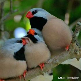 部编版五年级语文下册玛瑙鸟原文,五年级上册第四课玛瑙鸟课文导读