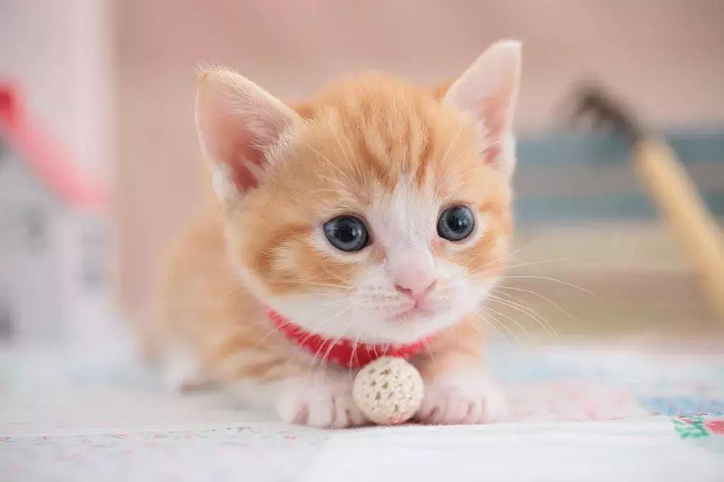 猫咪黑下巴红霉素和凡士林用多少,猫咪黑下巴抹红霉素软膏还是眼膏