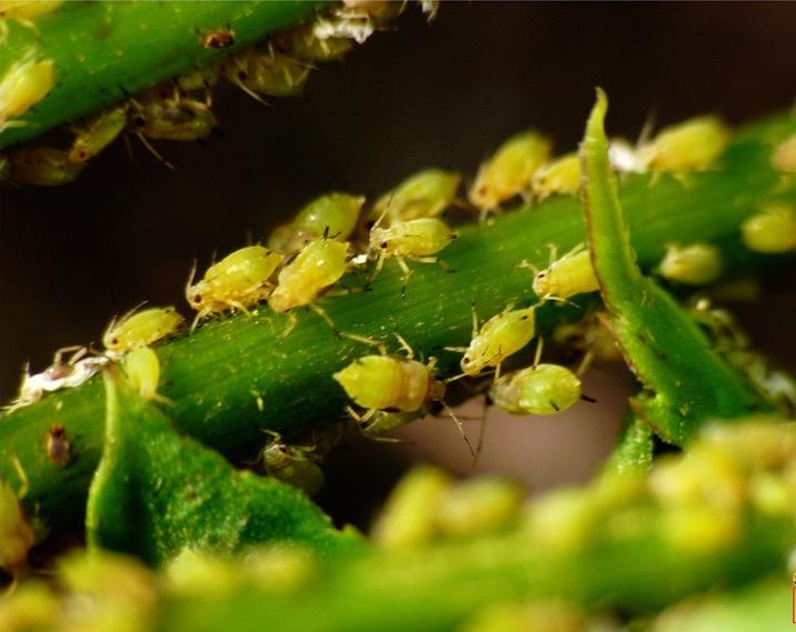 消灭害虫的100种方法,怎么消灭害虫最好的方法