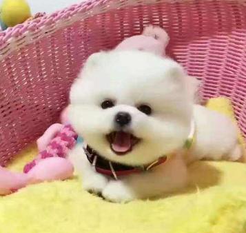 养博美犬需要注意的几个事项,养博美犬应当注意什么