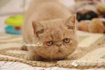 怎么区分加菲猫的品种,纯种加菲猫应当是什么颜色