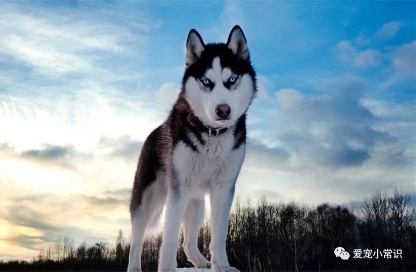 你所不知道的哈士奇,西伯利亚雪橇犬哈士奇多少钱一条