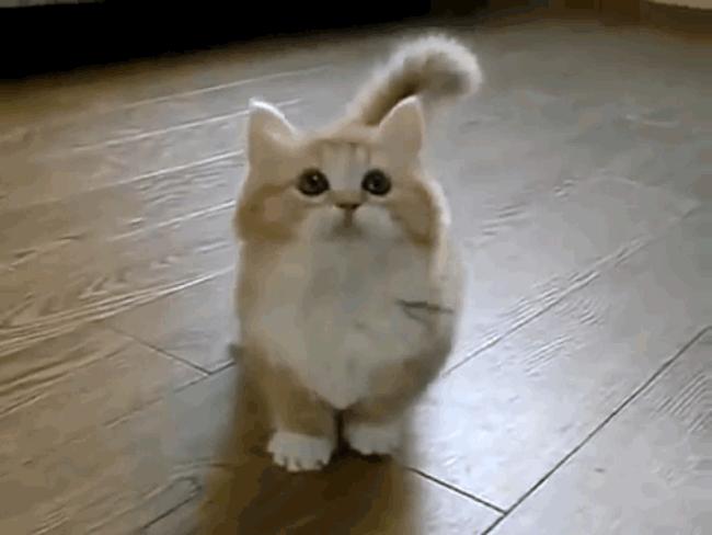 新手怎么选猫图解,新手选猫怎么避雷
