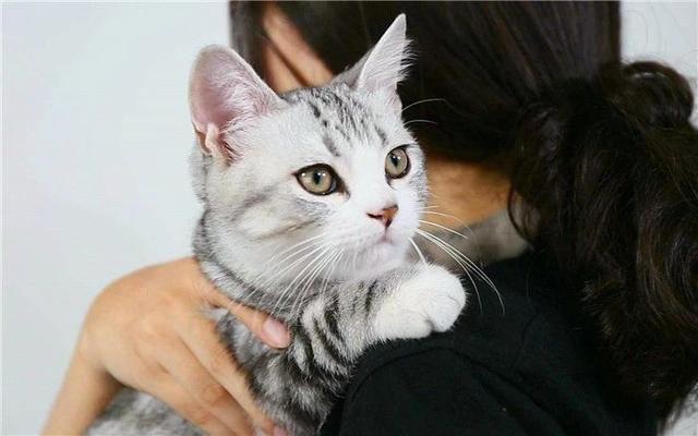 猫咪晚上看不见主人吗,猫咪夜晚看不见能找到吃的吗
