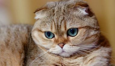 猫能喂生鸡蛋吗,大猫还在喂小猫可以吃生鸡蛋吗