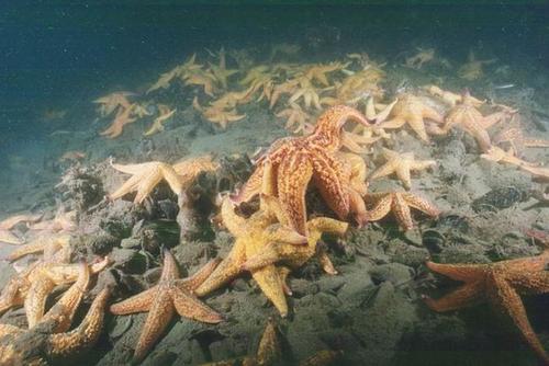 海星入侵有多惨,青岛入侵海星泛滥现状