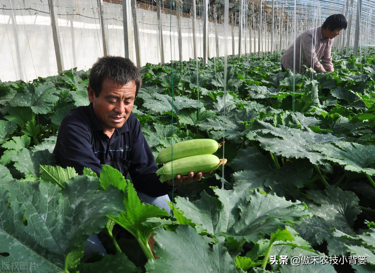 鱼蛋白肥料怎么辨别真假,进口鱼蛋白肥料为什么便宜