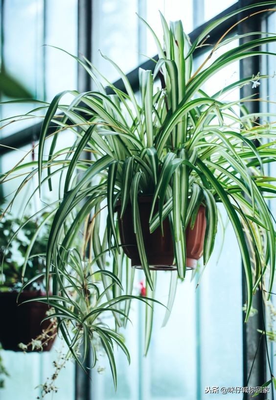 可以除甲醛又对猫咪无害的植物,对猫猫无害的植物花卉