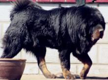 藏獒狂吠叫声,藏獒听到狗吠声疯狂了