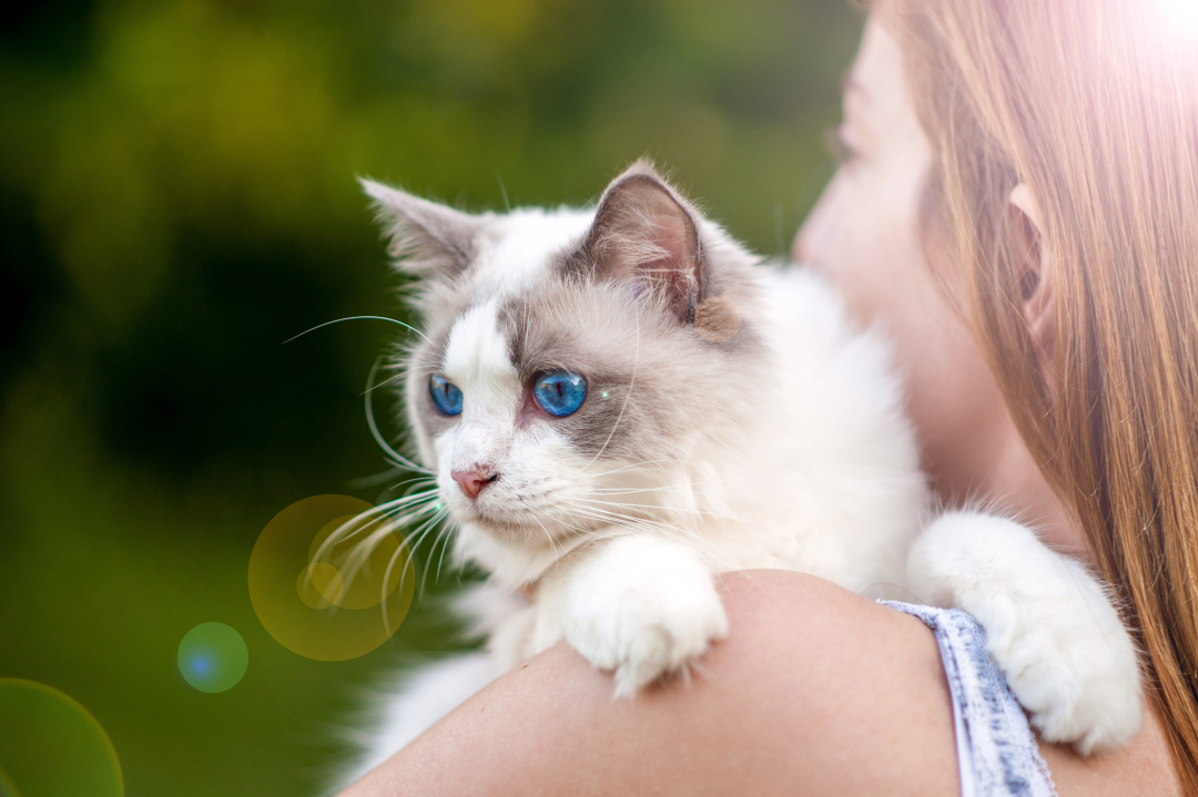 猫咪怎么避免肥厚型心肌病,肥厚型心肌病的猫咪怎么急救