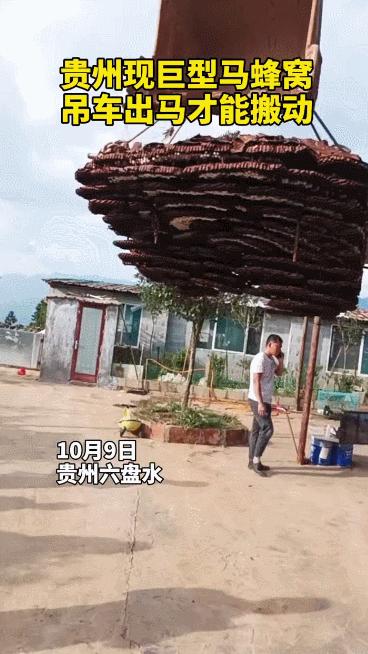 广西发现巨型马蜂,楼顶惊现巨型马蜂窝直径达半米