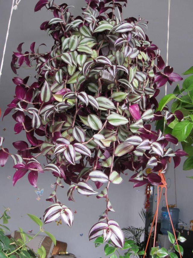 18种院子好看的花儿,18种漂亮的花