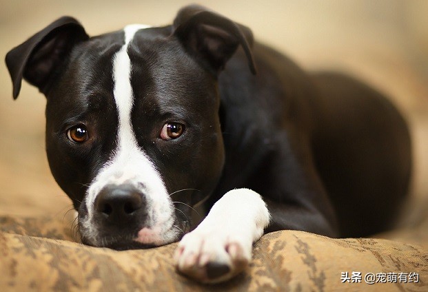 斯塔福犬和比特犬哪个厉害,斯塔福犬凶残排行