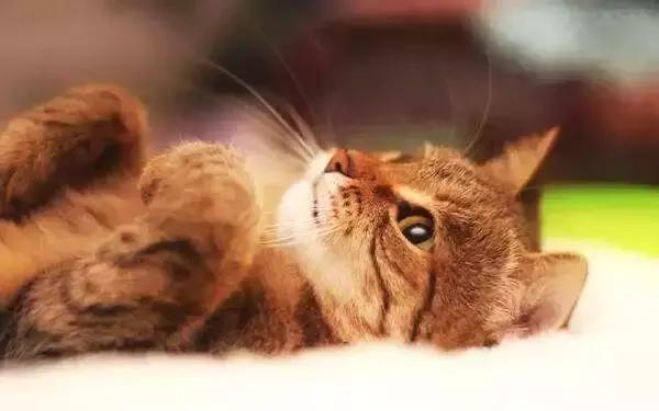 猫泛白血球减少症（猫瘟）的传染途径、症状及防治的方法