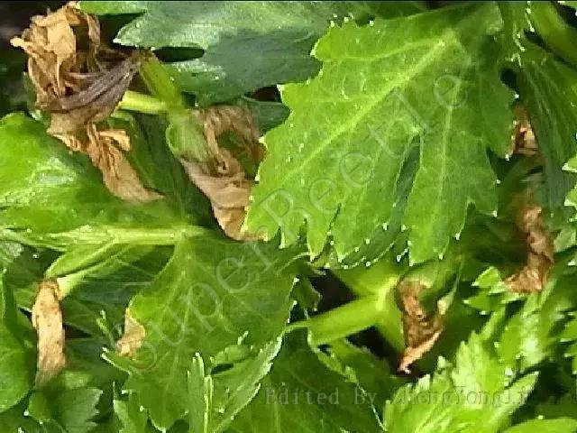 巴斯夫锐收果香杀菌剂作用,农药杀菌剂分类与杀菌作用