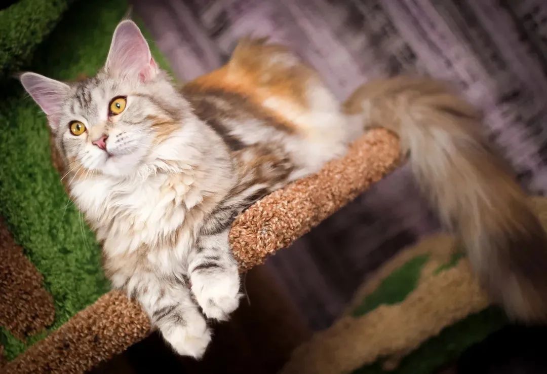 猫咪里面最温顺的是什么猫,什么猫咪是世界上最最温柔的猫咪