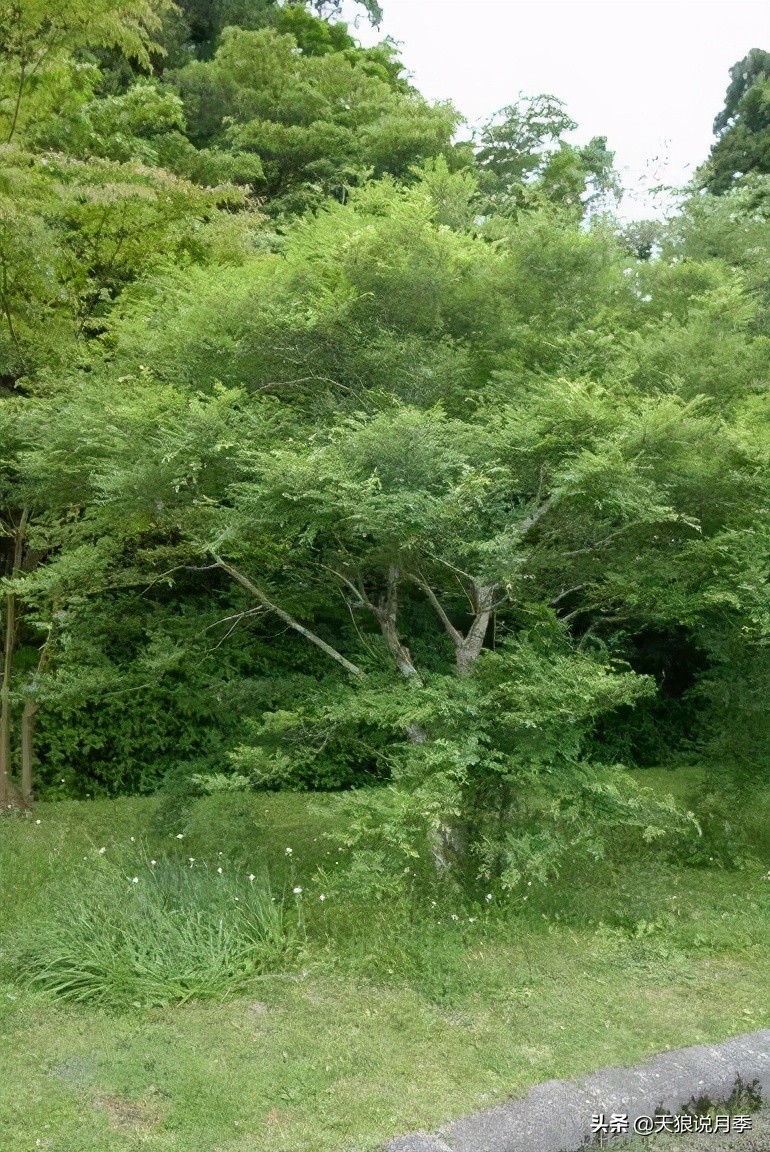 传家宝月季,月季传家宝紫色