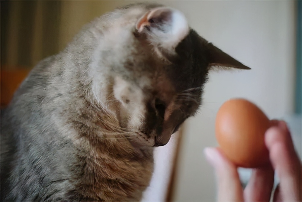 养猫人越早知道这些对猫咪越好,养猫技巧猫咪生活小常识猫咪饮食