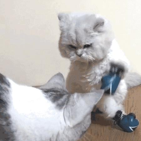 猫咪配对后母猫为什么会攻击公猫,猫咪配对为什么母猫会攻击公猫