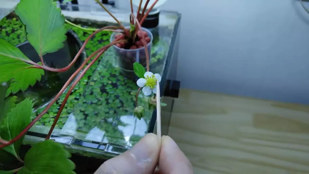 我穷到连最简单的过滤器都买不起，干脆就开了个三无草缸！
