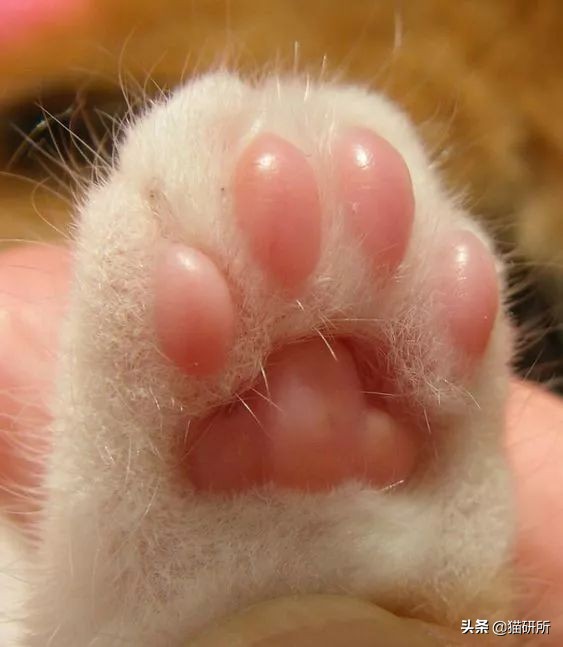 猫咪爪垫干裂可以涂什么,猫咪爪垫开裂用什么护爪霜